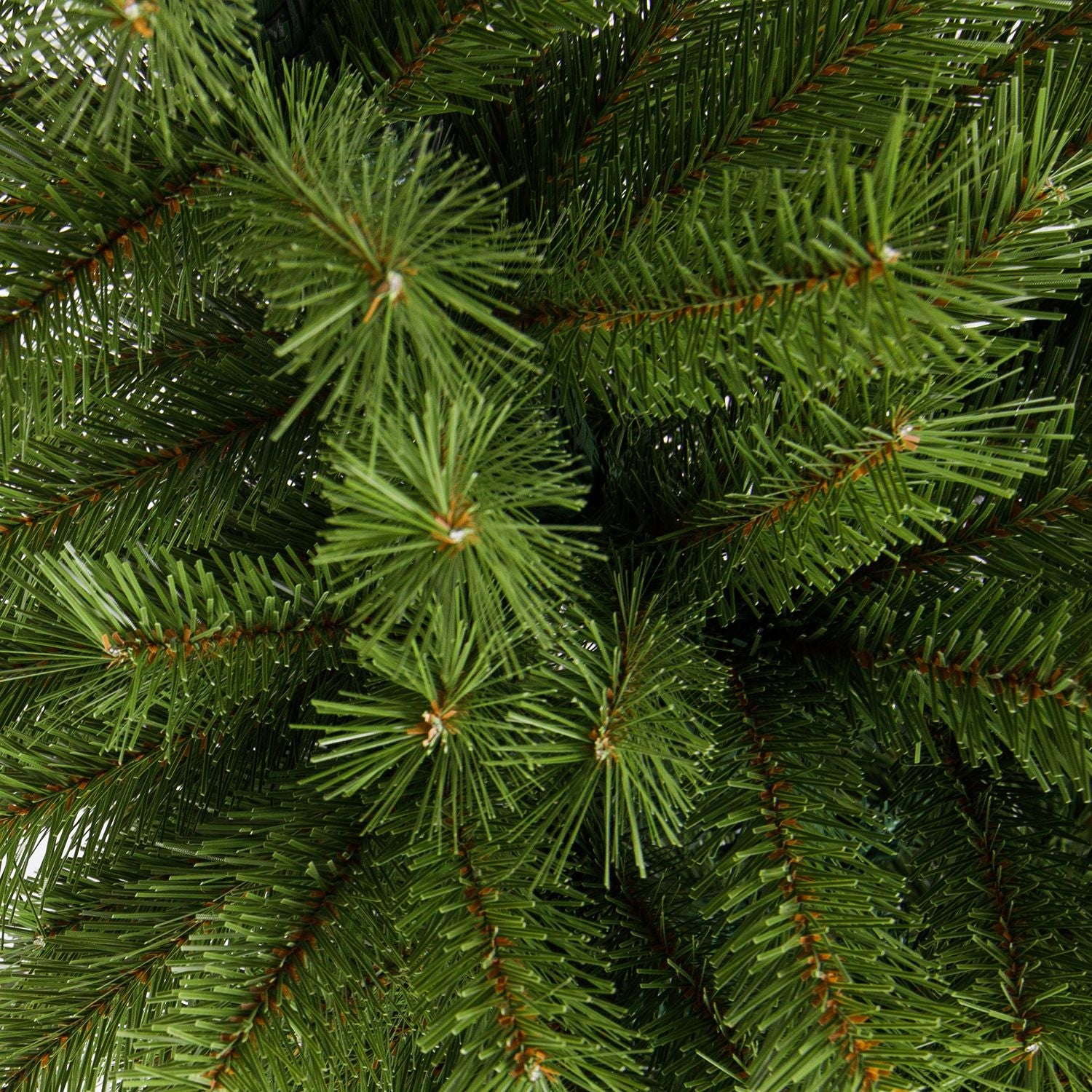 Wild Spruce Christmas Tree Approximately 7 Feet Tall